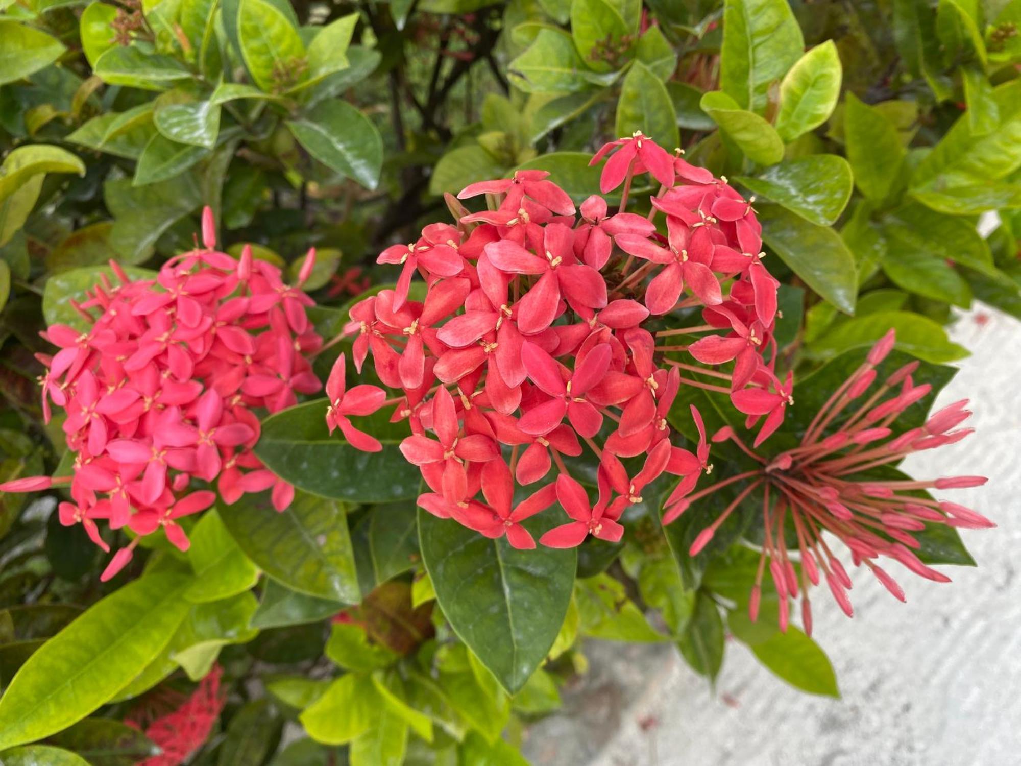 בליז סיטי St. George'S Caye Resort מראה חיצוני תמונה