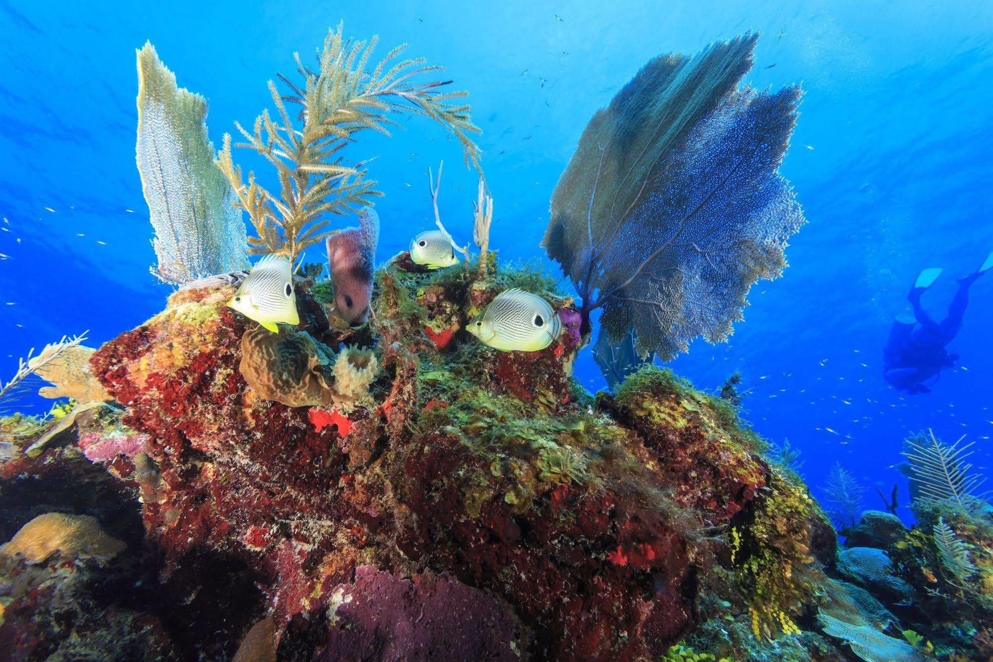 בליז סיטי St. George'S Caye Resort מראה חיצוני תמונה